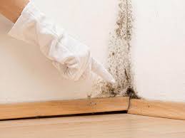 Why You Should Choose Our Mold Remediation Services in Pendleton, OR